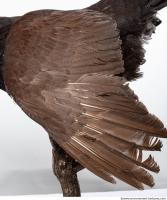 bird skin feather 0001
